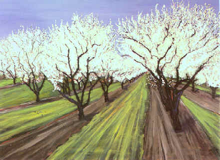 Almond Trees